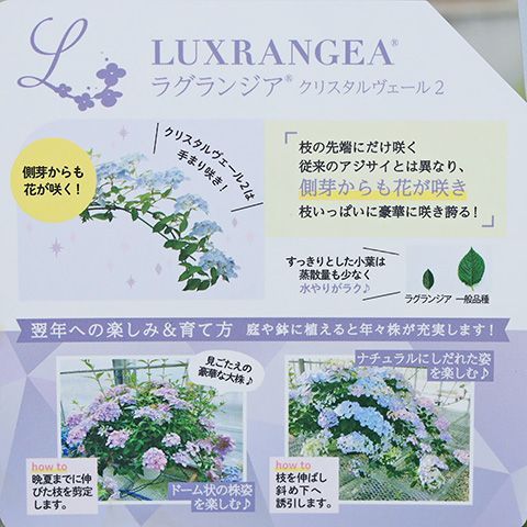 鉢花 PW アジサイ ラグランジア クリスタルヴェール２ 5号 紫陽花 ブルー 青 丈夫 プレゼント あじさい