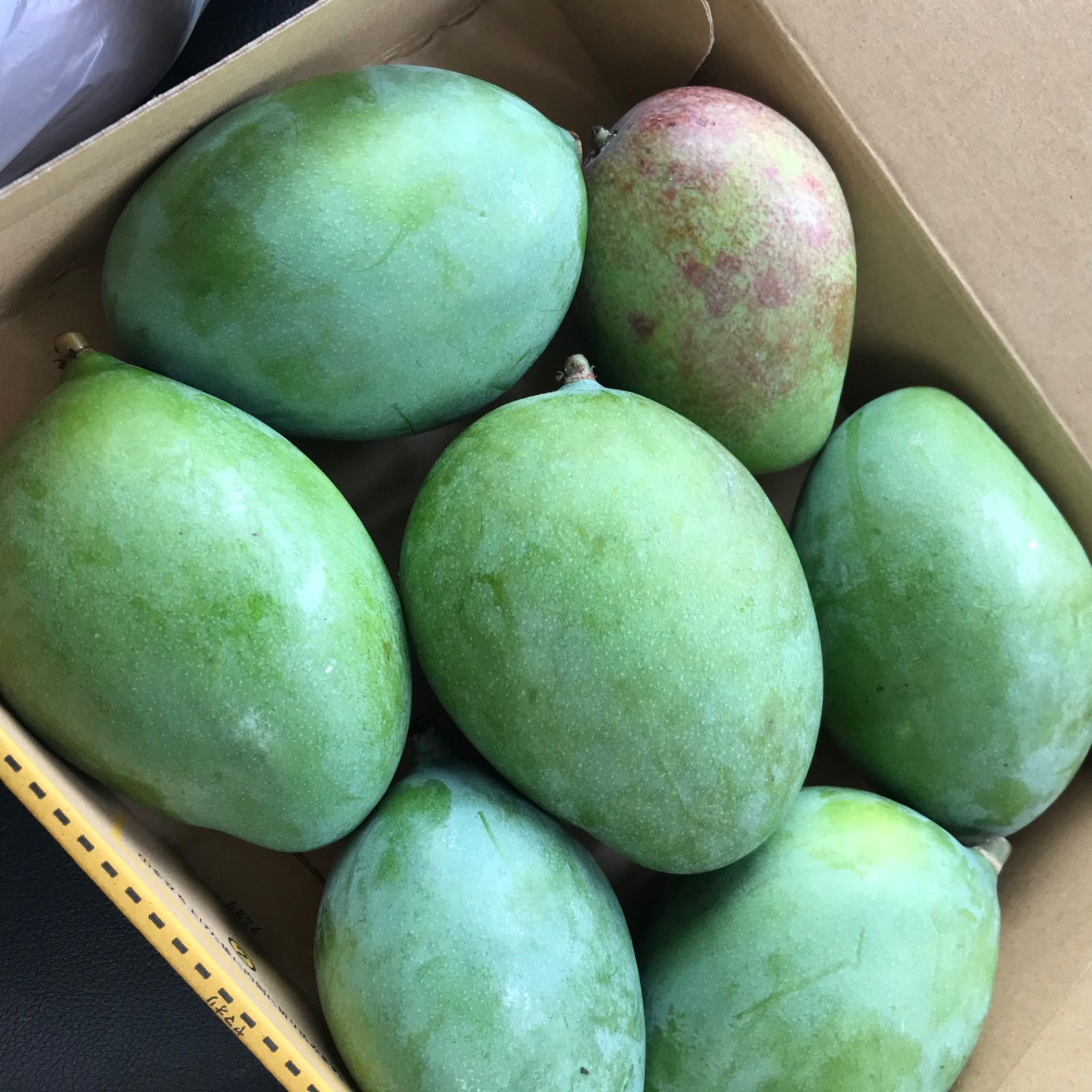 摘果マンゴー5.5kg 期間限定 摘果マンゴー （2.5kg）：沖縄県産の果物｜食べチョク