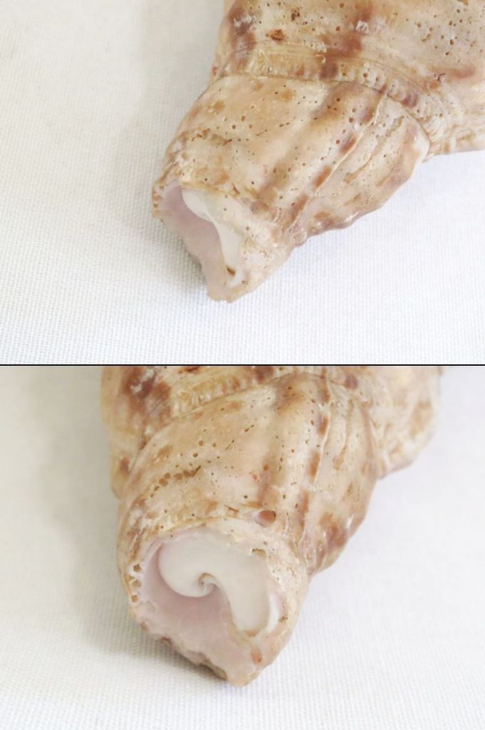 224372】 法螺貝 ホラ貝 置物 オブジェ 約28センチ - メルカリ
