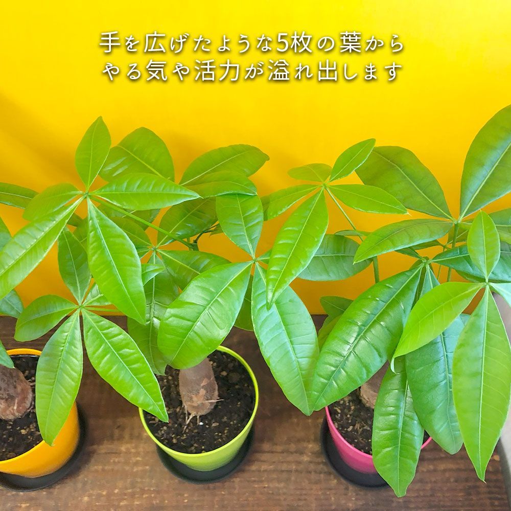 観葉植物 小さい パキラ 3.5号 カラープラスチック鉢 黒皿付 お中元 鉢植え 誕生日 開店祝 引越祝 新築祝 インテリア 送料無料 - メルカリ