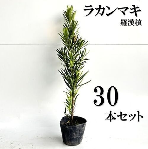 30本セット ラカンマキ樹高0.5m前後10.5cmポット