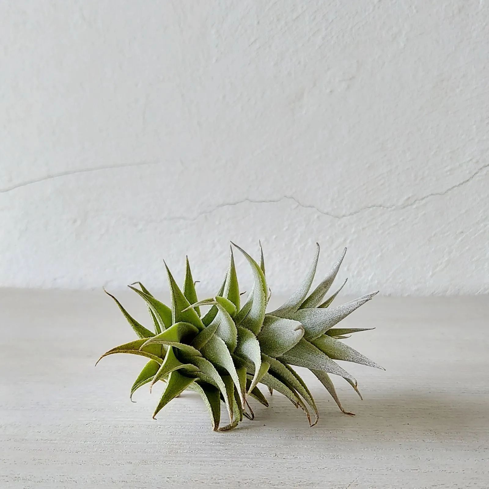 着生植物