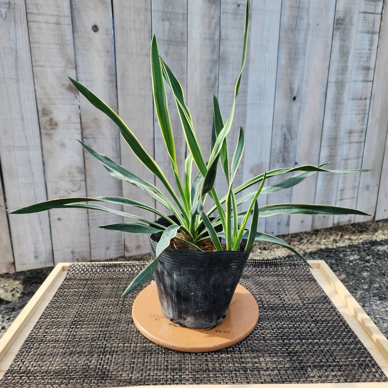 ユッカ グロリオサ バリエガータ】【鉢ごと】 Yucca gloriosa