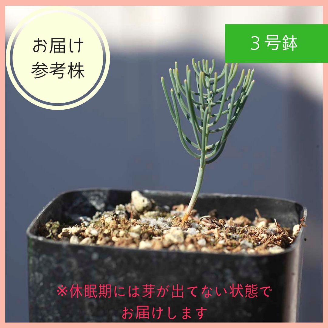 エリオスペルマム アフィルム Eriospermum aphyllum Type-RX EQ125