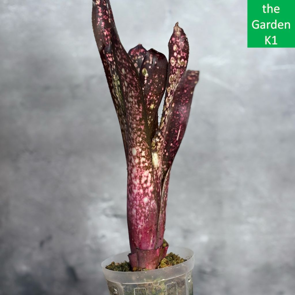 Billbergia 'Limestone' ビルベルギア ライムストーン 子株付き
