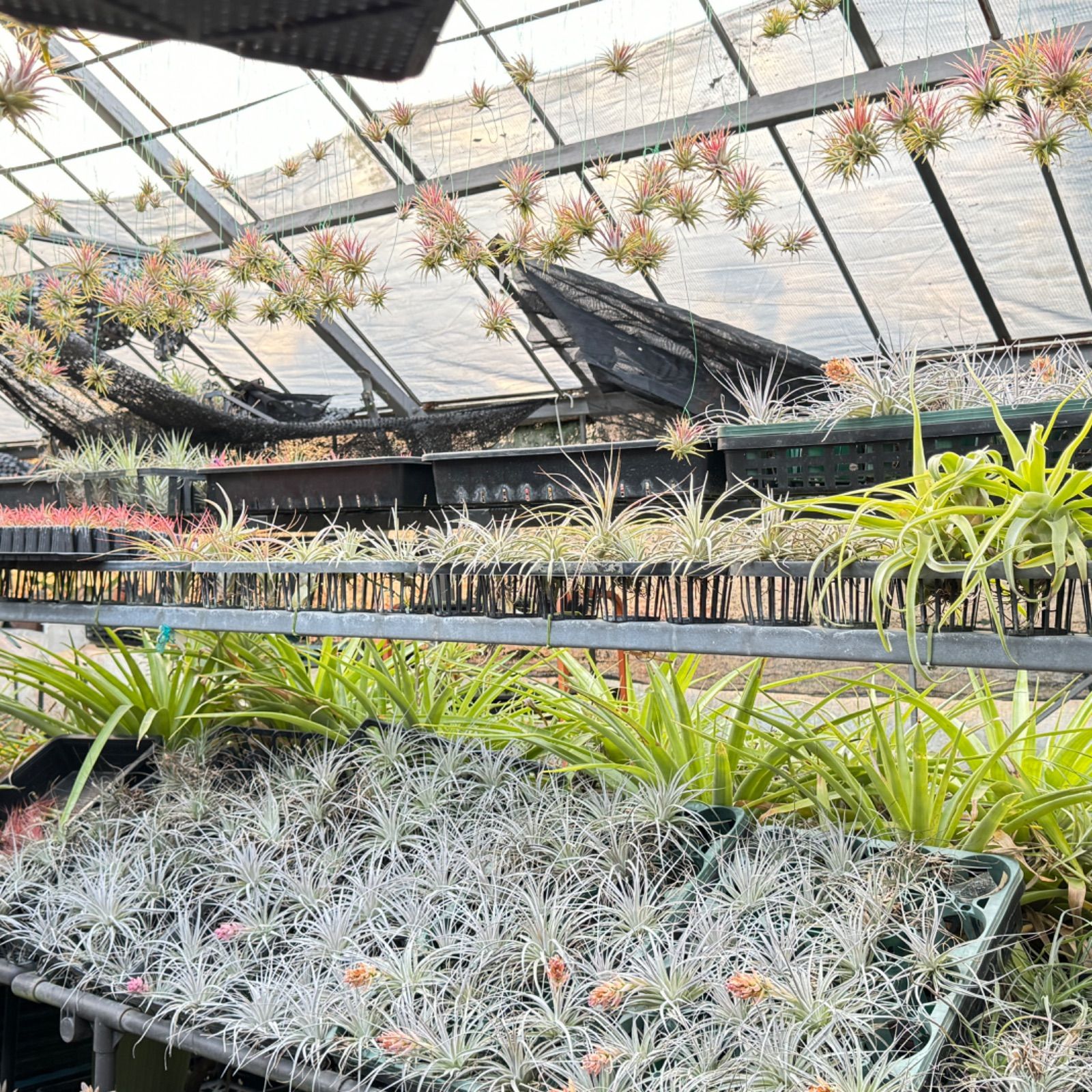 チランジア イオナンタ トールベルベット Tillandsia ionantha 'Tall