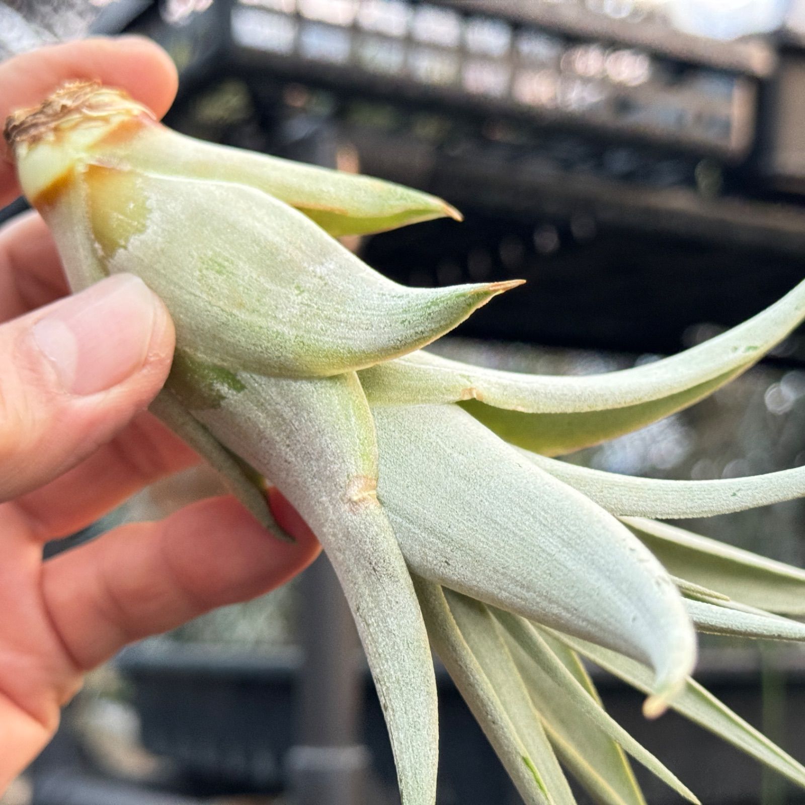 ※子株のみ!! チランジア ブラキフィラ BASE抽選販売(限定価格)】 チランジア ブラキフィラ | PROTOLEAF