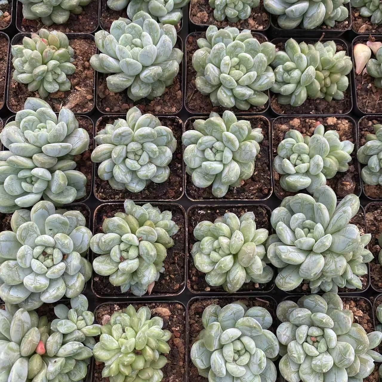 24株の抜き苗セット】ホタル 多肉植物 佐川急便発送 エケベリア