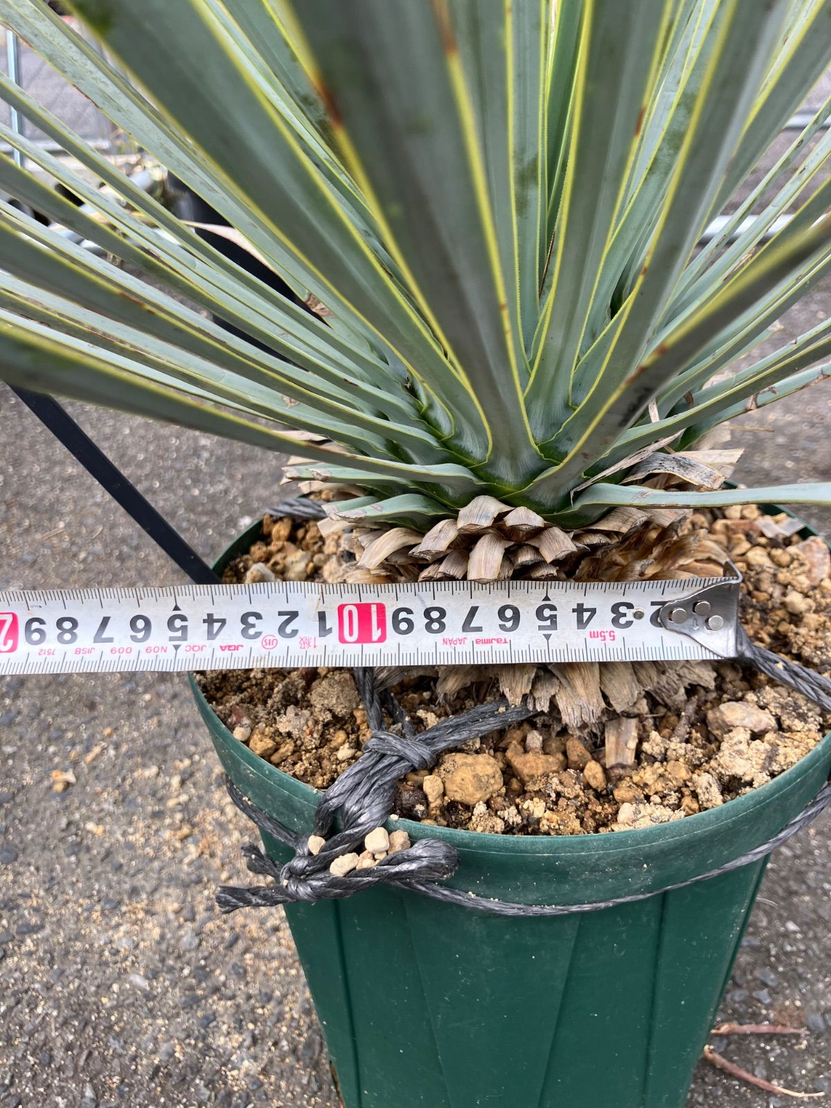 マルデヌベスロストラータ