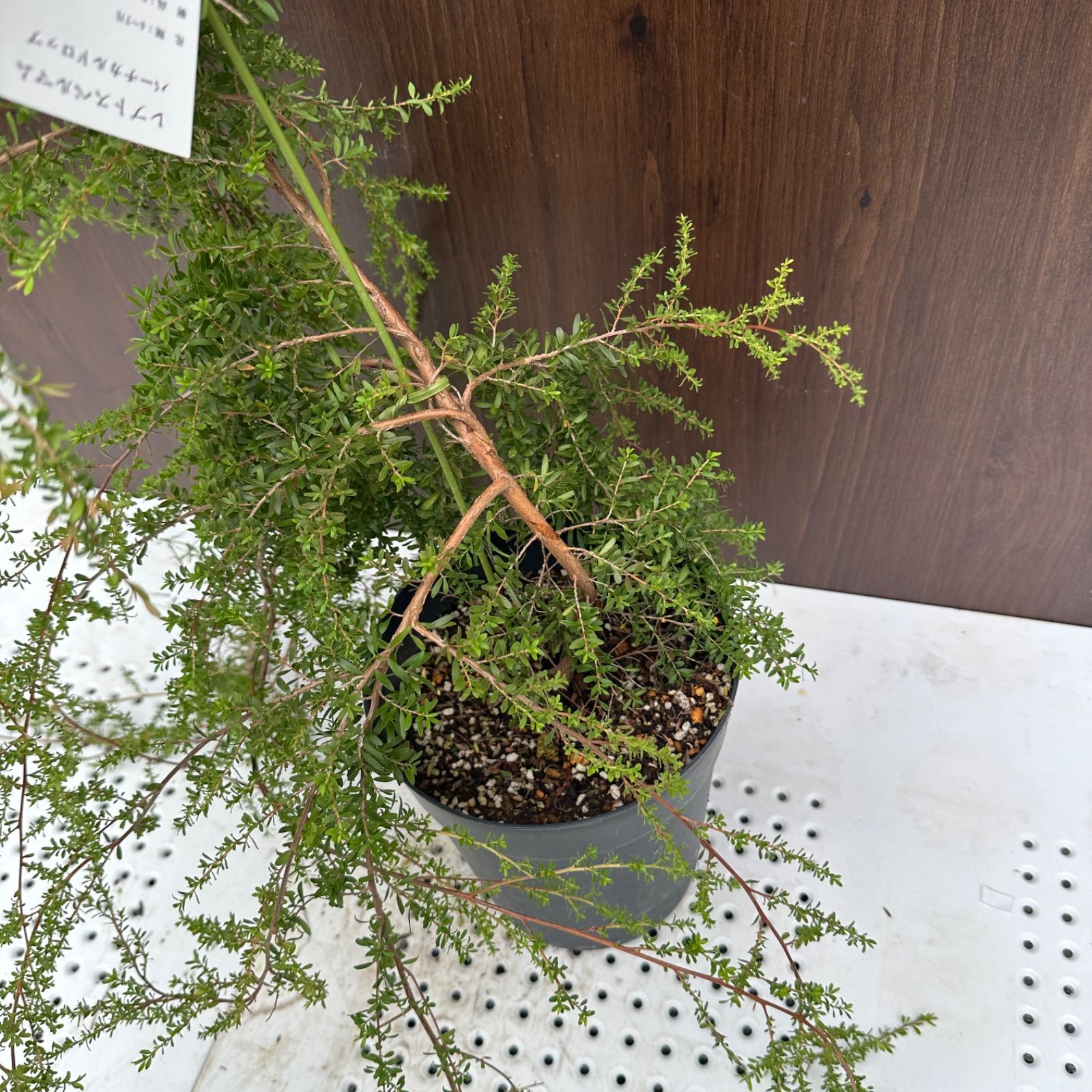 現品】④ レプトスペルマム バーチカルドロップ 6号 ティーツリー