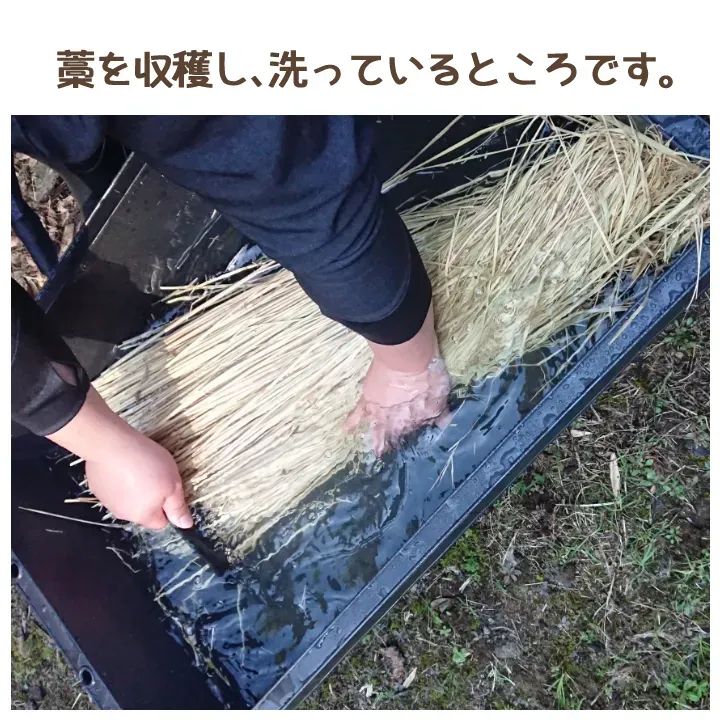 天然稲わら