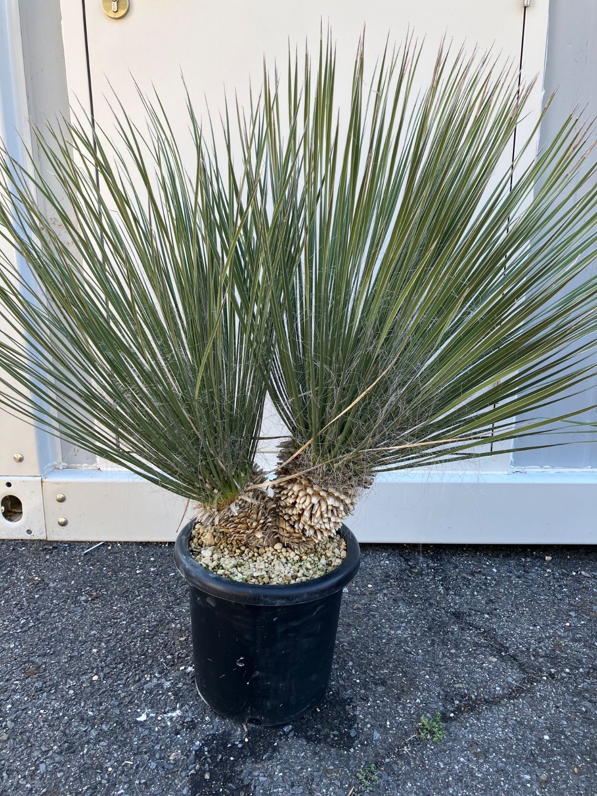 ユッカ　エラータ　極上株【大株】【B】【ベアルート】 079b131e76d3ed82c8f4c3c253a759