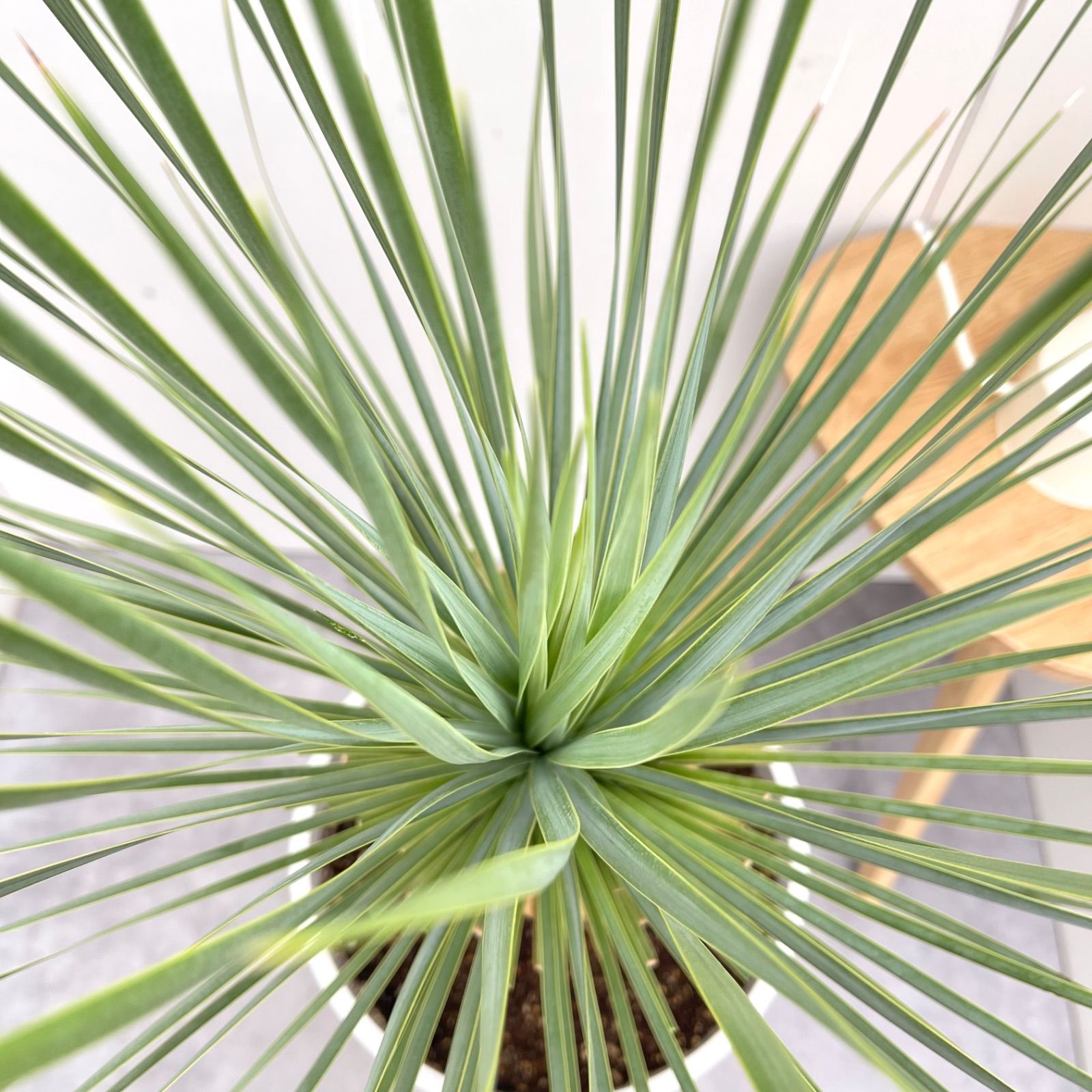 1 ユッカ ロストラータ サファイアスカイズ 現品 ユッカ ロストラータ