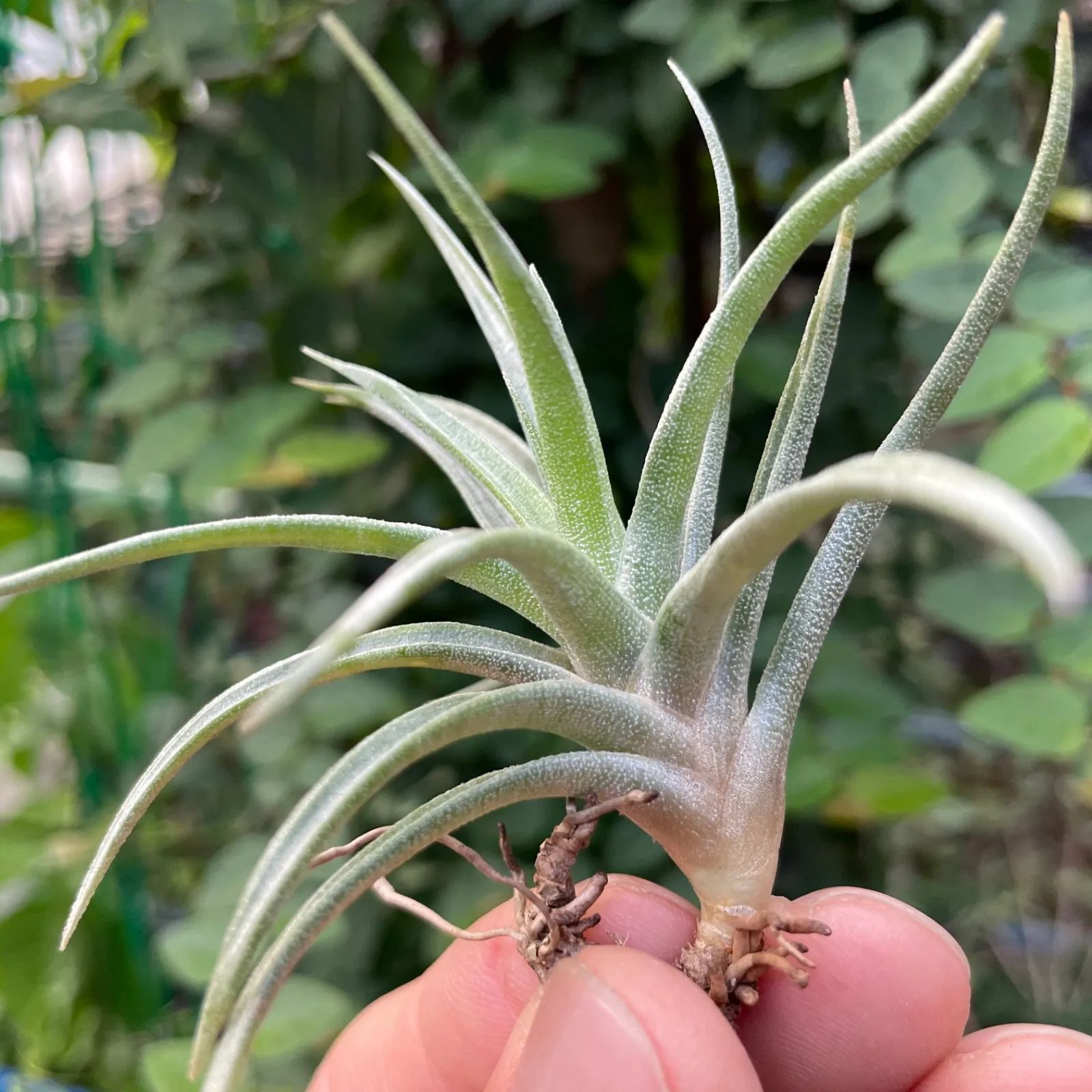 親株 フローレンシアエ 親株現物販売 予約販売【自分で作る寄せ植えセット】セロシア スマートルックと