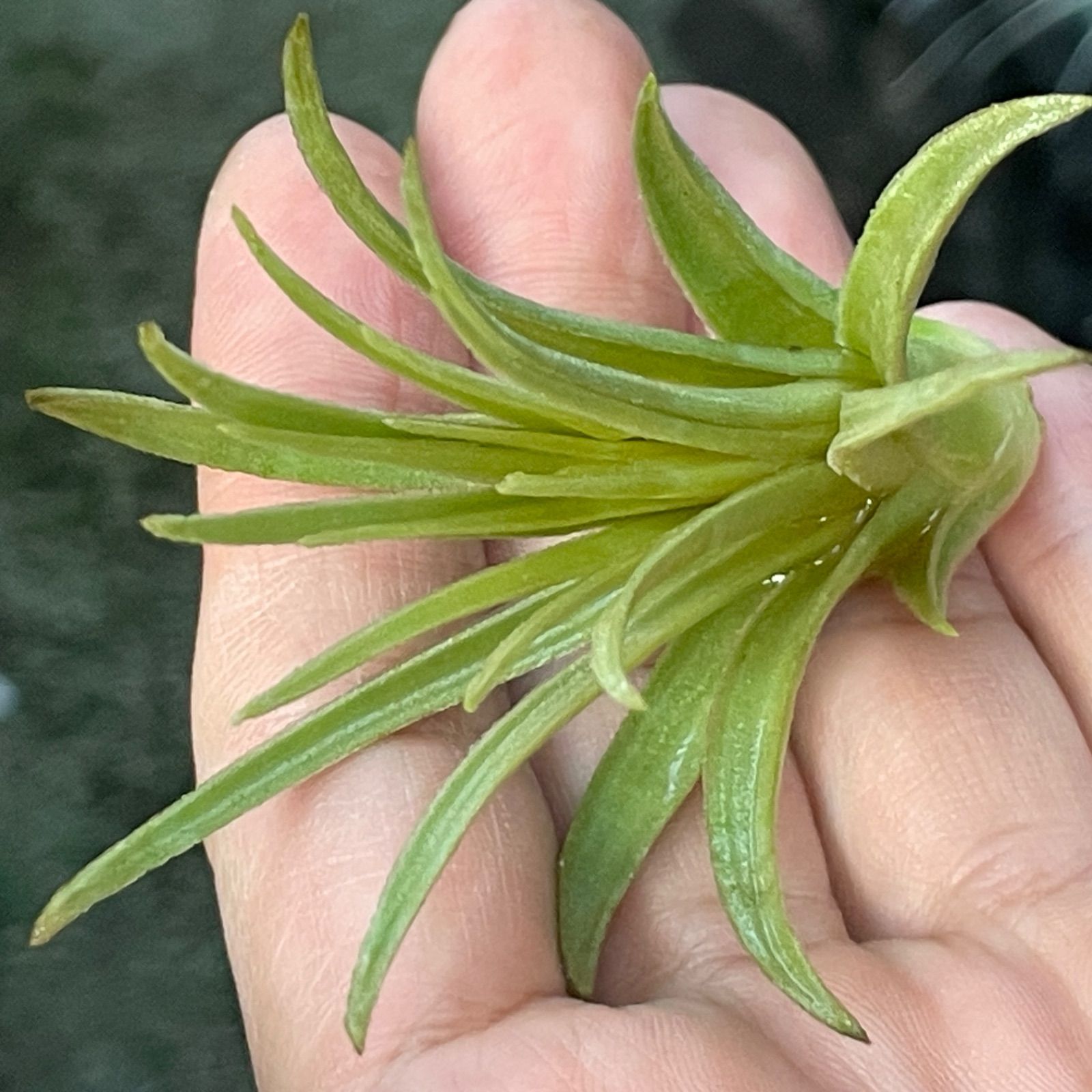 チランジア モーリアナ(モウリアナ) Tillandsia mauryana＊エア