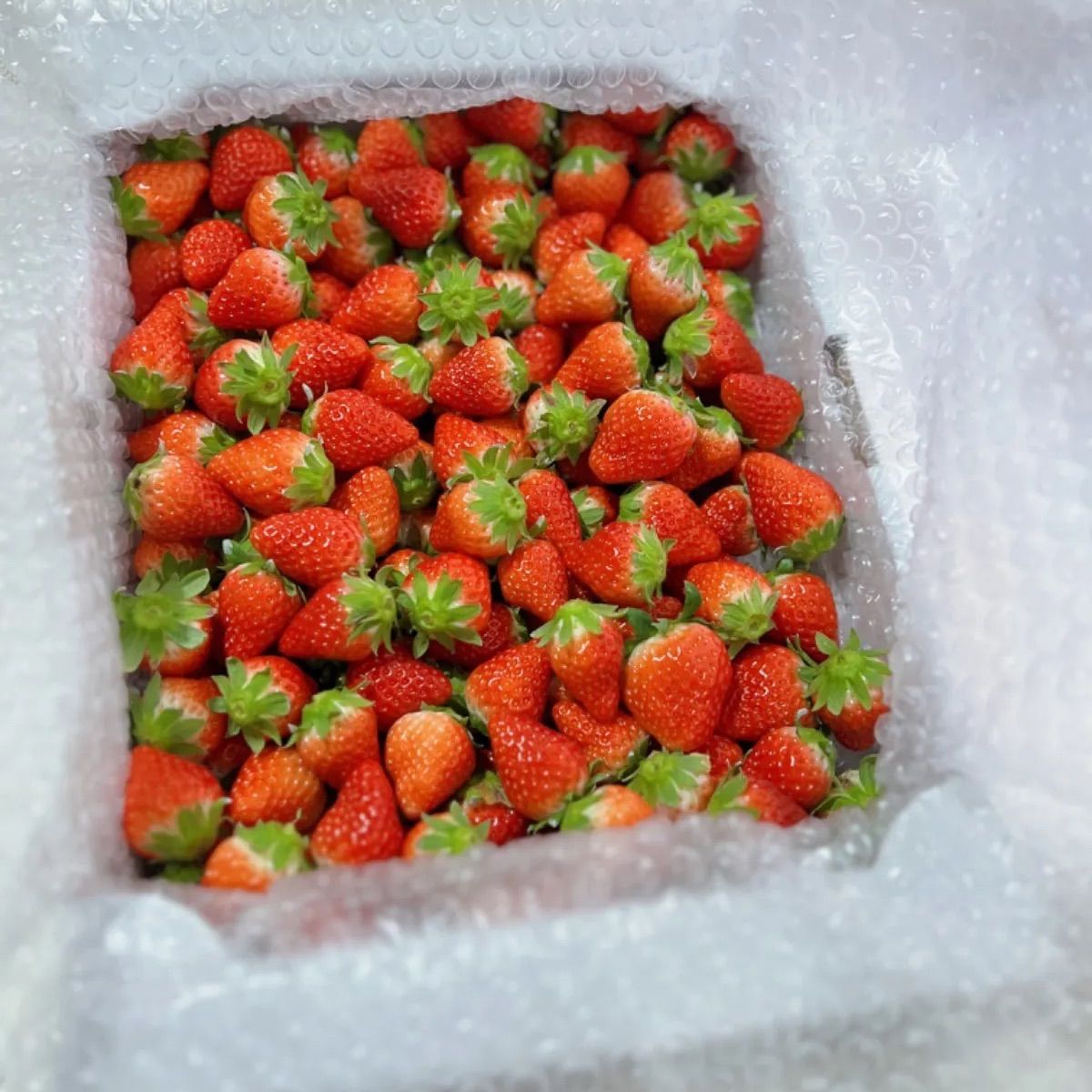 小粒いちご1.2kg(箱の重さ込)苺　イチゴ-0