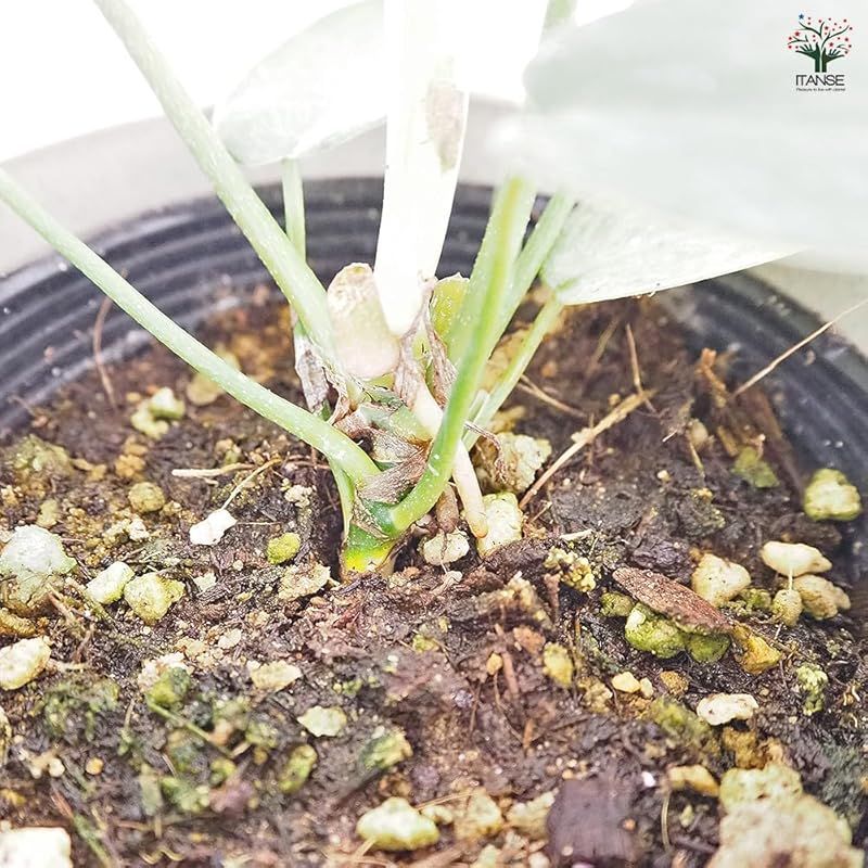 非耐寒性常緑多年草●独特の葉色と形状が特徴 新芽は