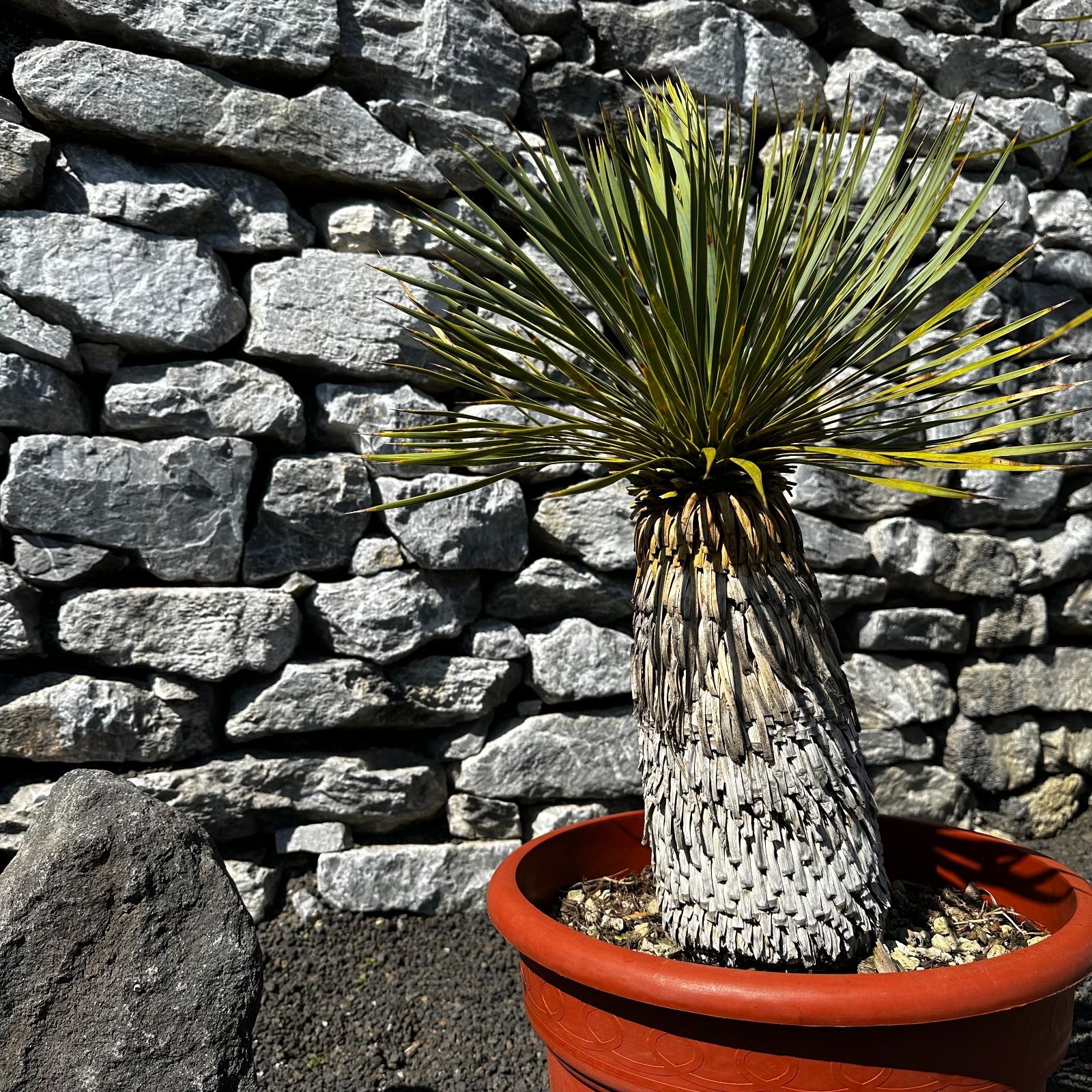 ユッカ ロストラータ 発根済 葉長め - 観葉植物