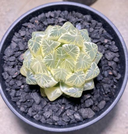 黄鶴　ハオルチア　オブツーサ錦　多肉植物 黄鶴 ハオルチア オブツーサ錦 多肉植物 - メルカリ