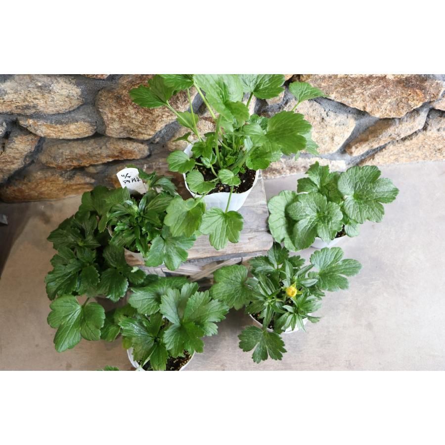 ラナンキュラスラックス、球根、16品種、タグ付き ラナンキュラスラックス、球根、16品種、タグ付き ラナンキュラス