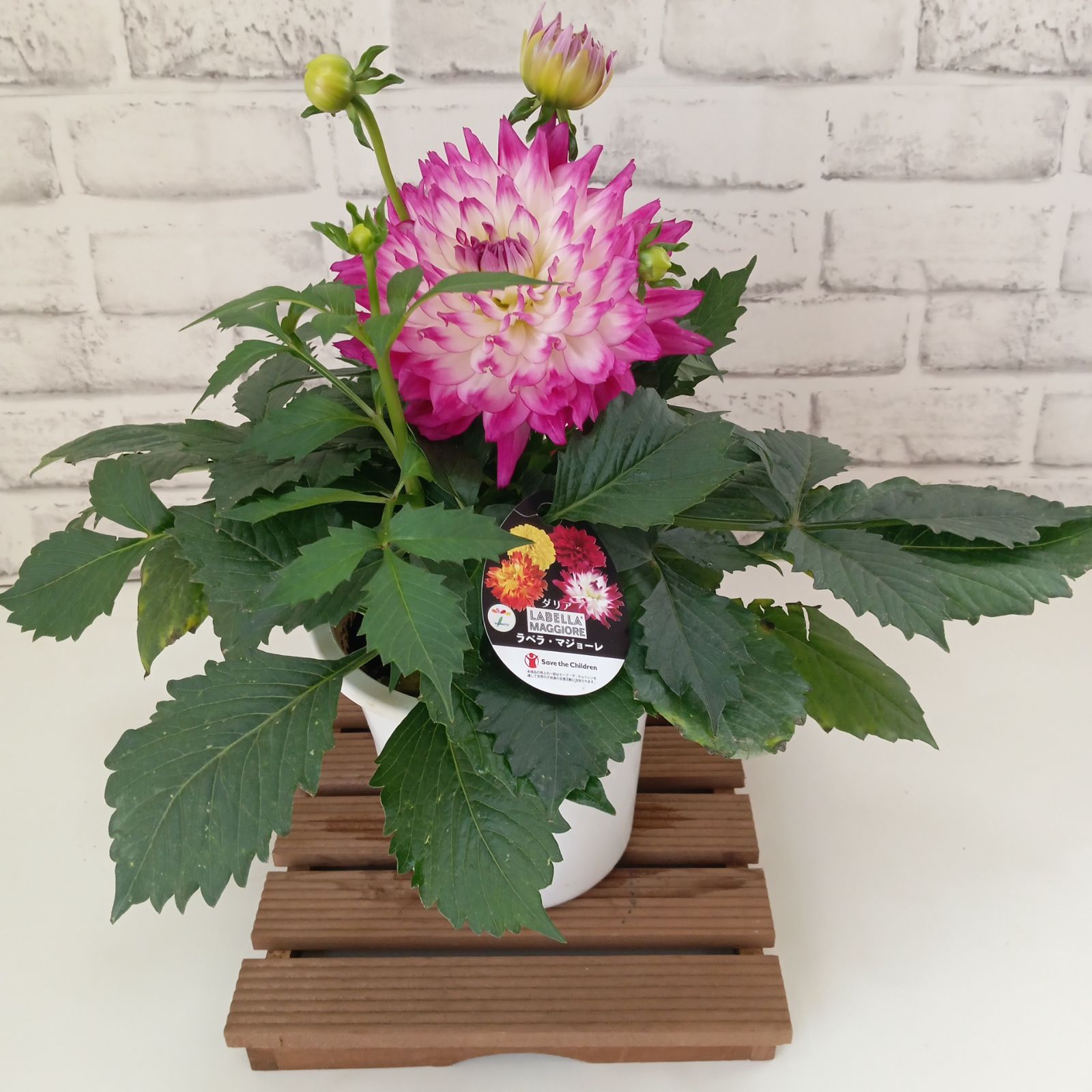 鉢花 観葉植物 ダリア ラベラマジョーレ 5号 インテリア 運気アップ