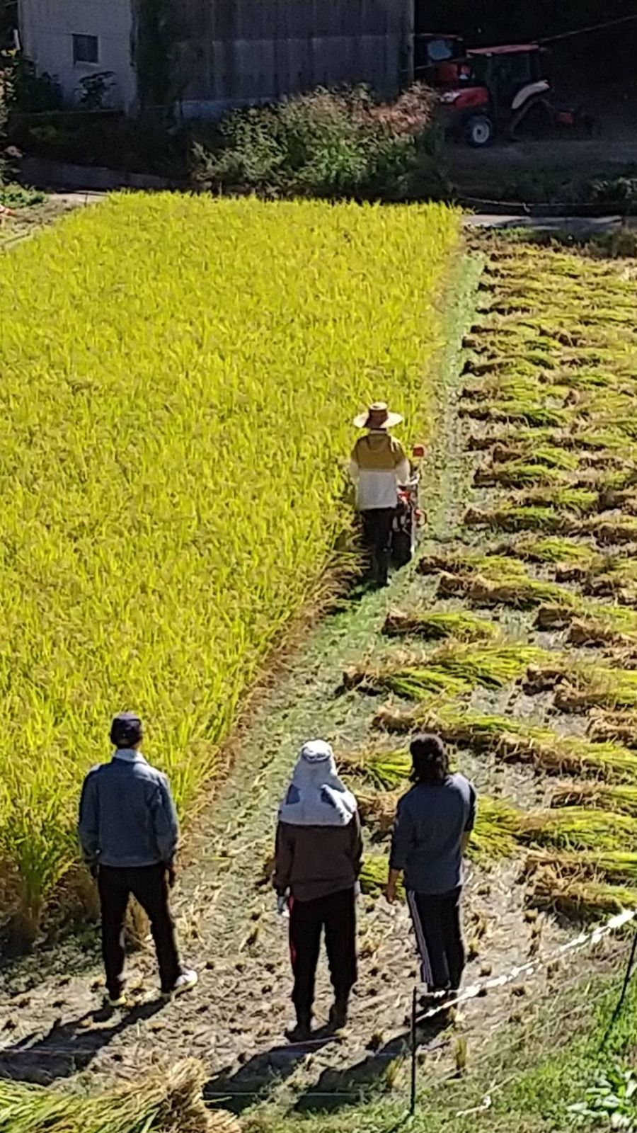 shannies 天日干し 生きものいっぱいで地球に優しい朝日米 令和３年産 | planetemayotte.com