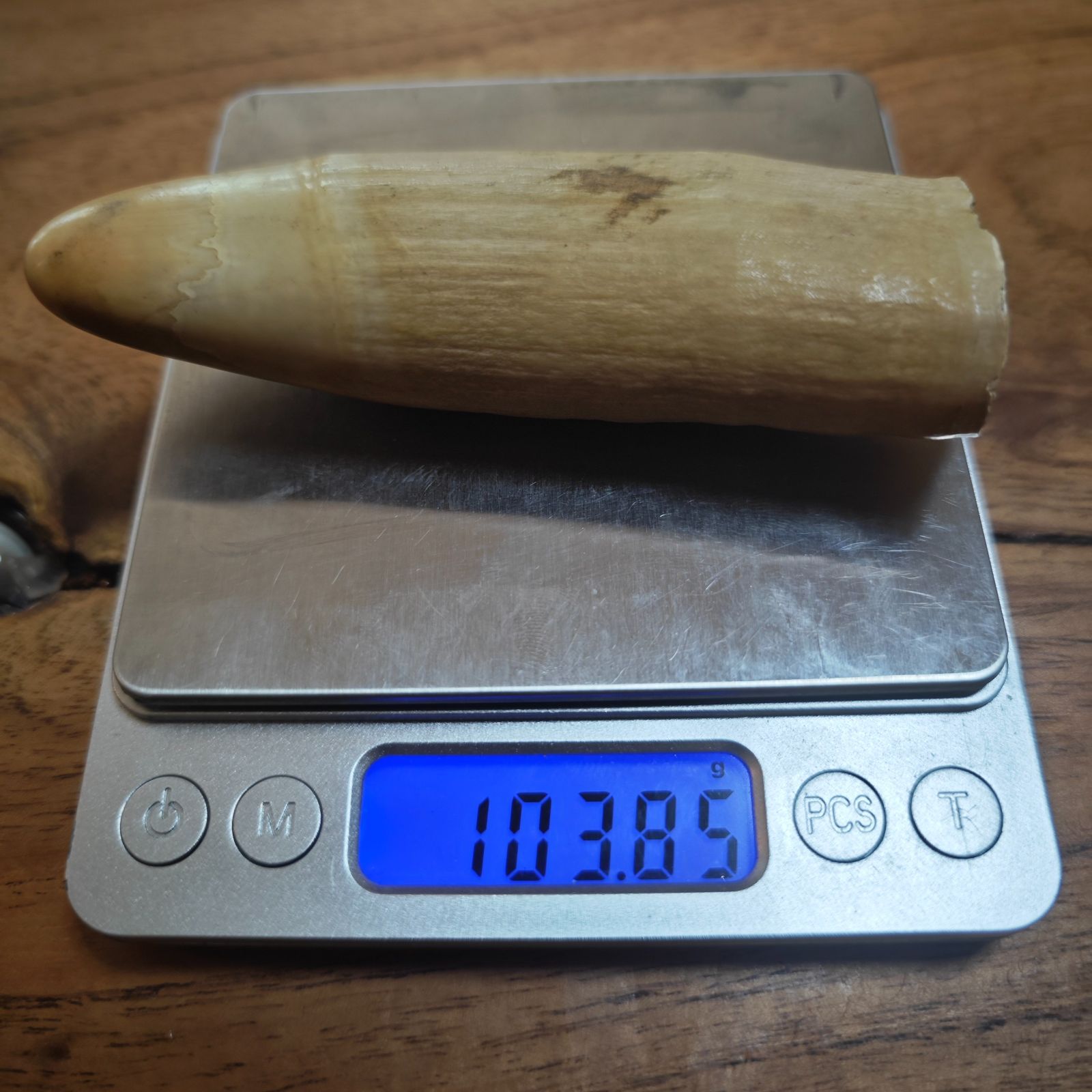 鯨歯 103g マッコウ クジラ 歯 素材 天然 貴重 - メルカリ