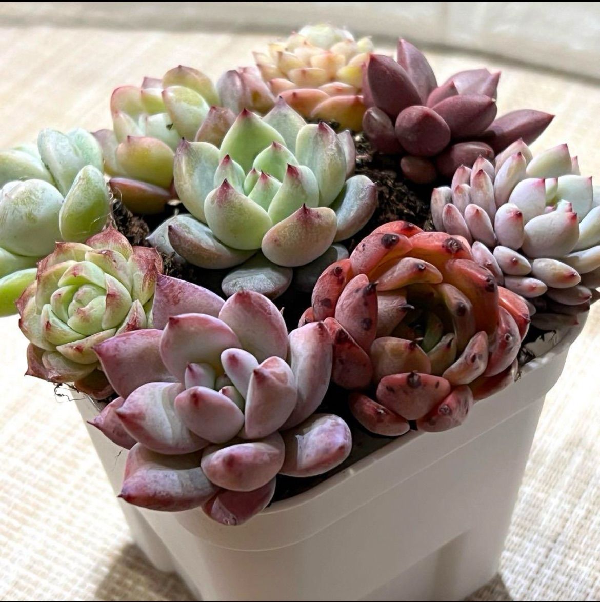 No.5 エケベリア 多肉植物 爪が可愛いピンクセット 韓国苗 輸入苗