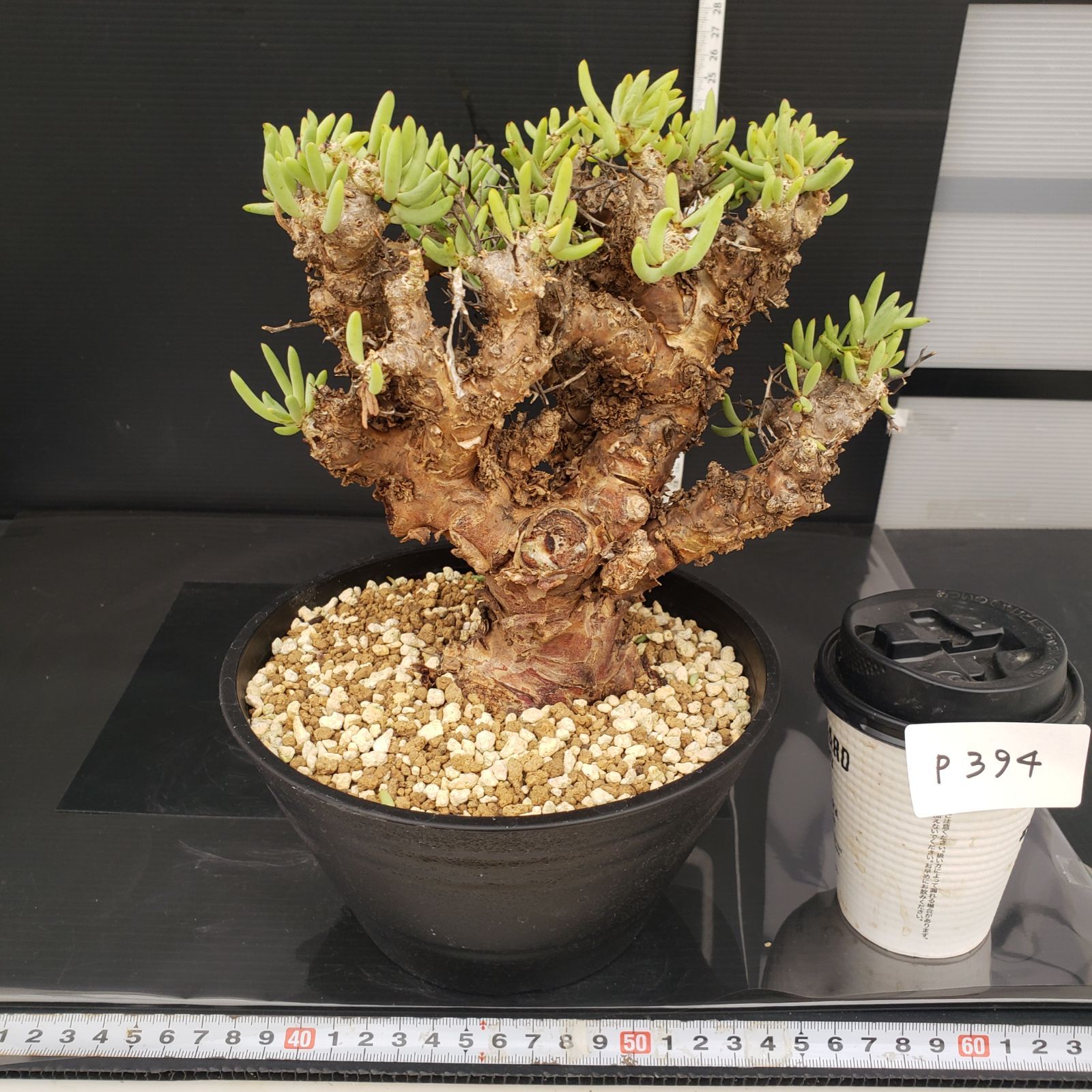 実生塊根！　万物想　チレコドン　多肉植物　塊根植物　レティキュラータス 万物想 輸入球 A2844☆チレコドン レティキュラーツス 多肉植物