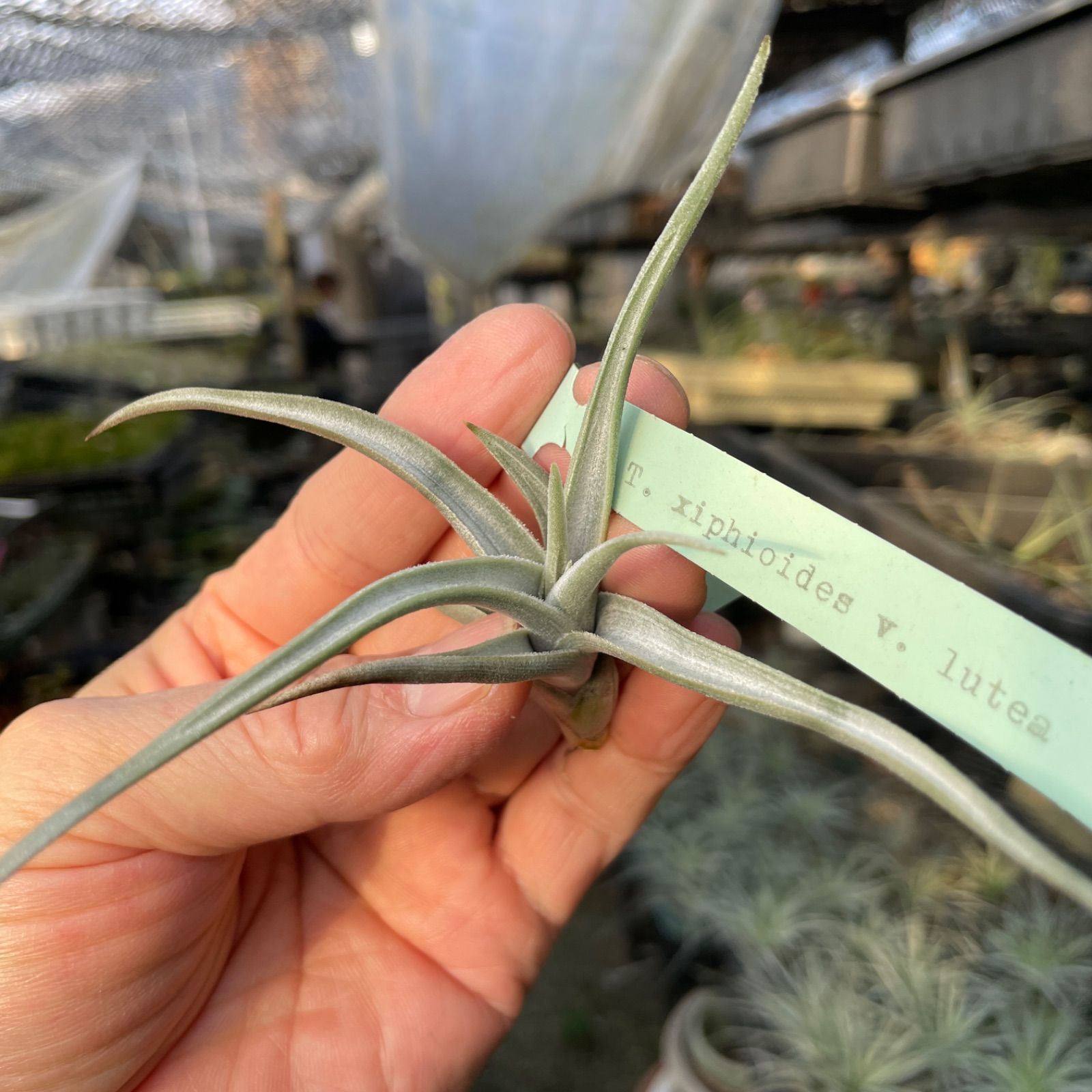 HR＊チランジア クシフィオイデス ルテア Tillandsia xiphioides var