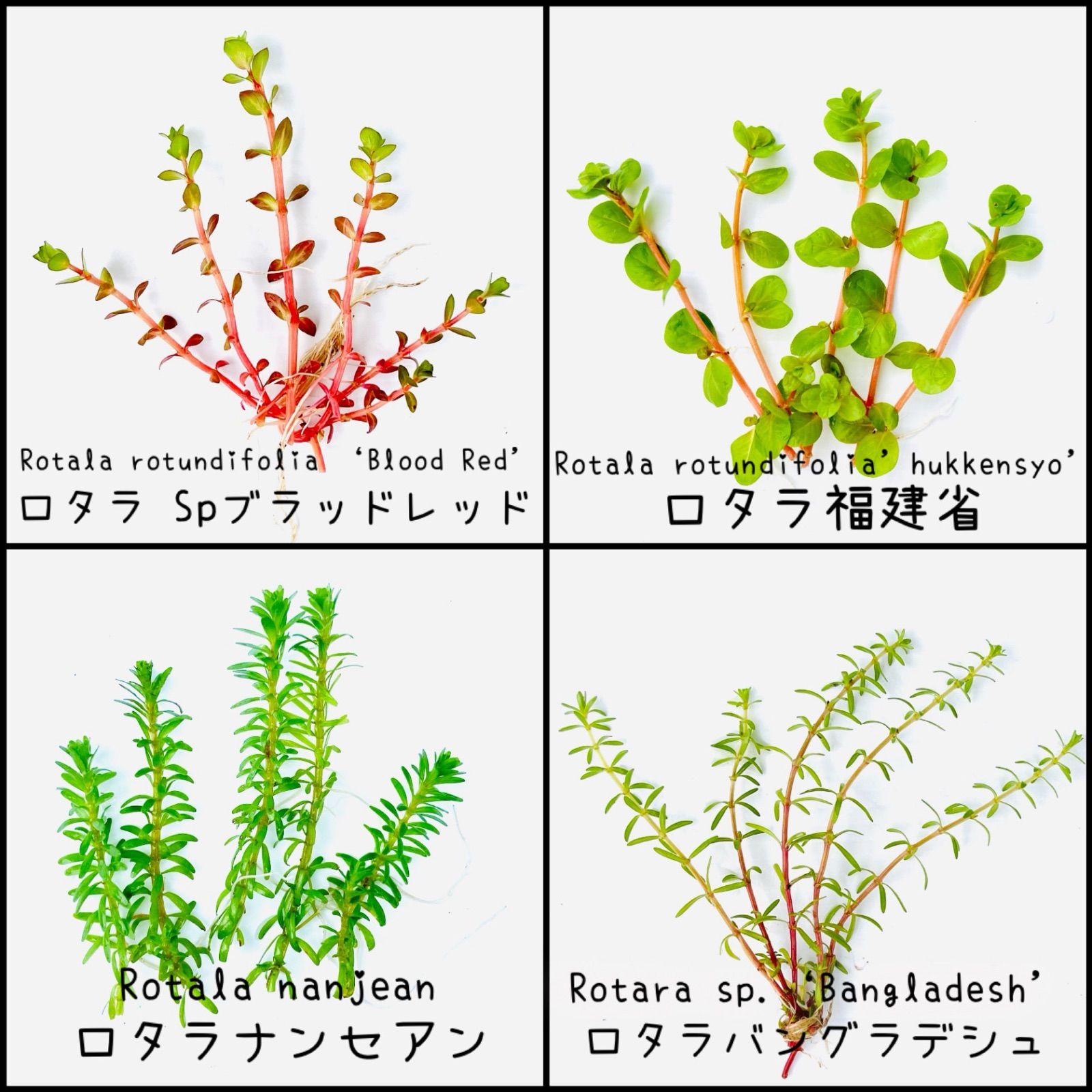 水草 セット （浮草無し） 品種おまかせ 水上葉 5品種セット