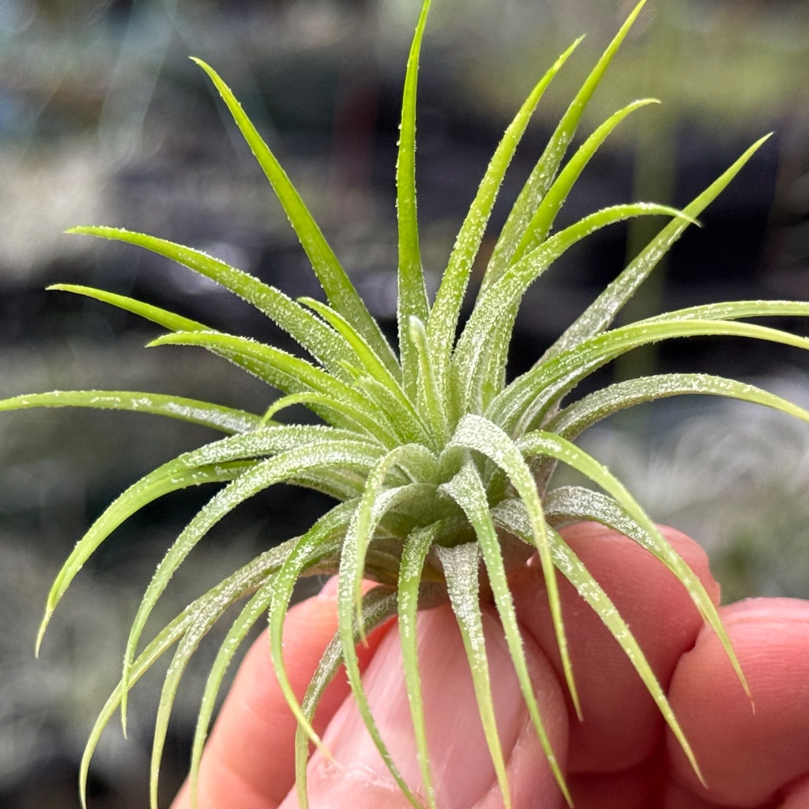 チランジア イオナンタ グリーン スノー Tillandsia ionantha green