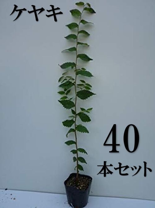 40本セット ケヤキ樹高0.5m前後10.5cmポット