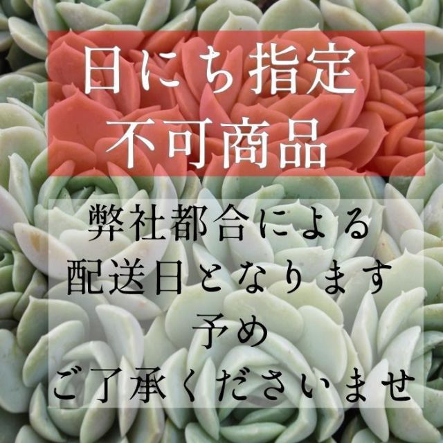 種類5:桃 園芸ラベル中 10枚セット 多肉植物ラベル お洒落なラベル ネームプレート 激安 園芸ラベル