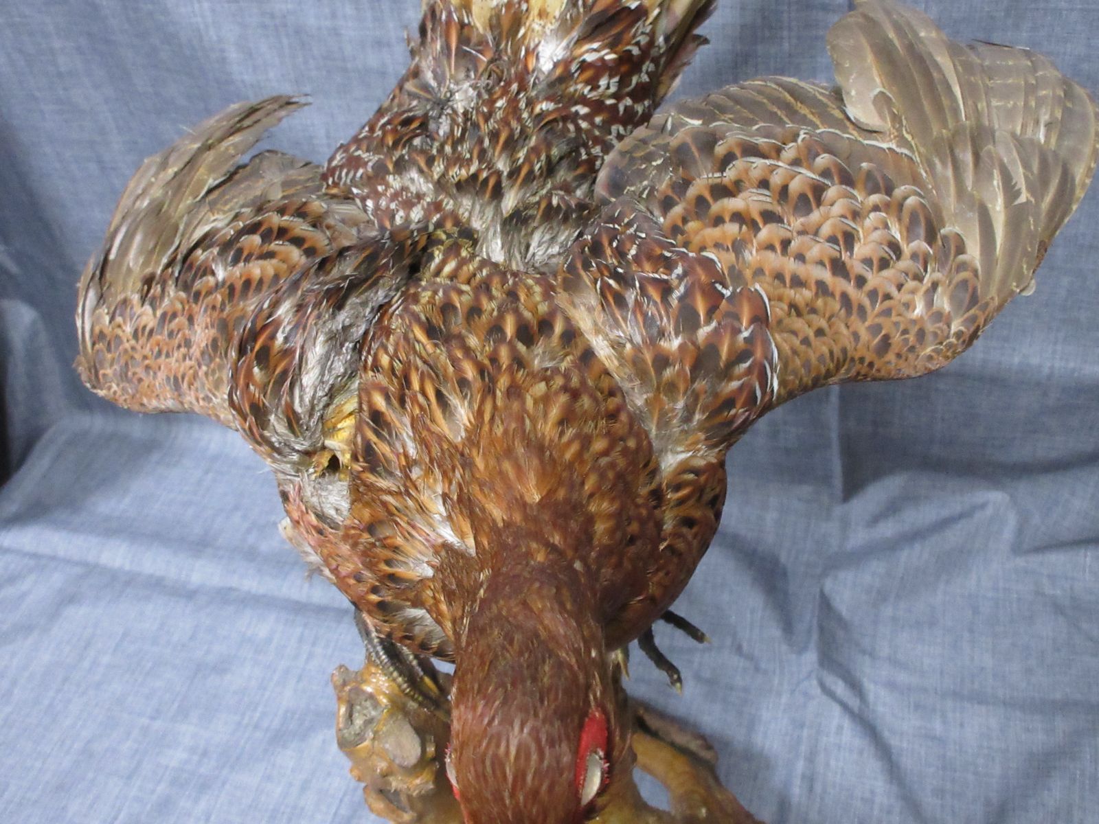 剥製】 はく製 ハクセイ 雉 キジ きじ アンティーク type-D