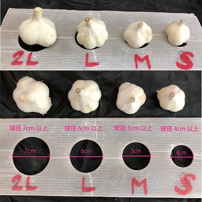 上級品】青森県倉石産にんにく福地ホワイト六片種 2Lサイズ 1kg - メルカリ