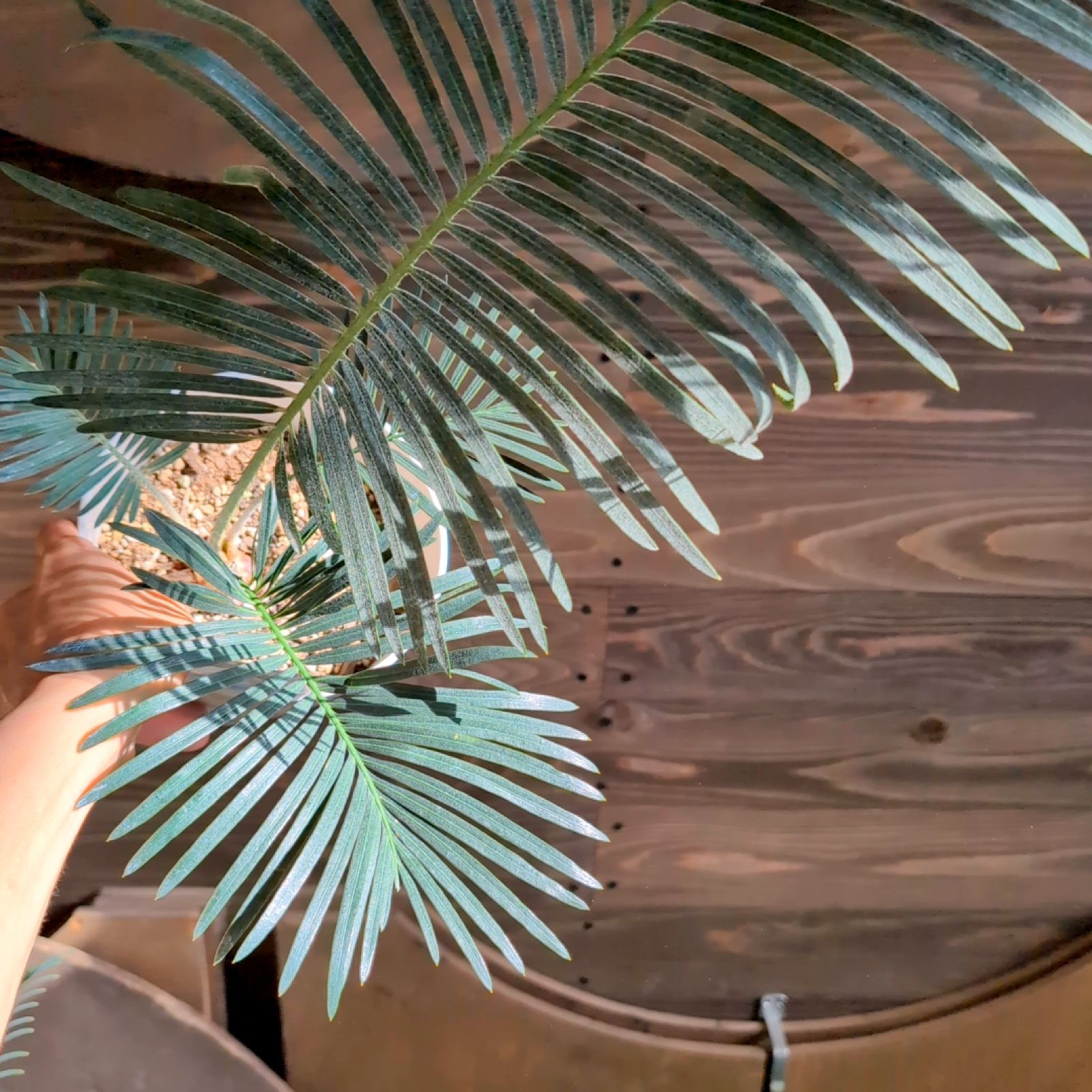 ソテツ サイカス タイシルバー 【 1鉢販売おまかせ特価 】鉢のまま発送