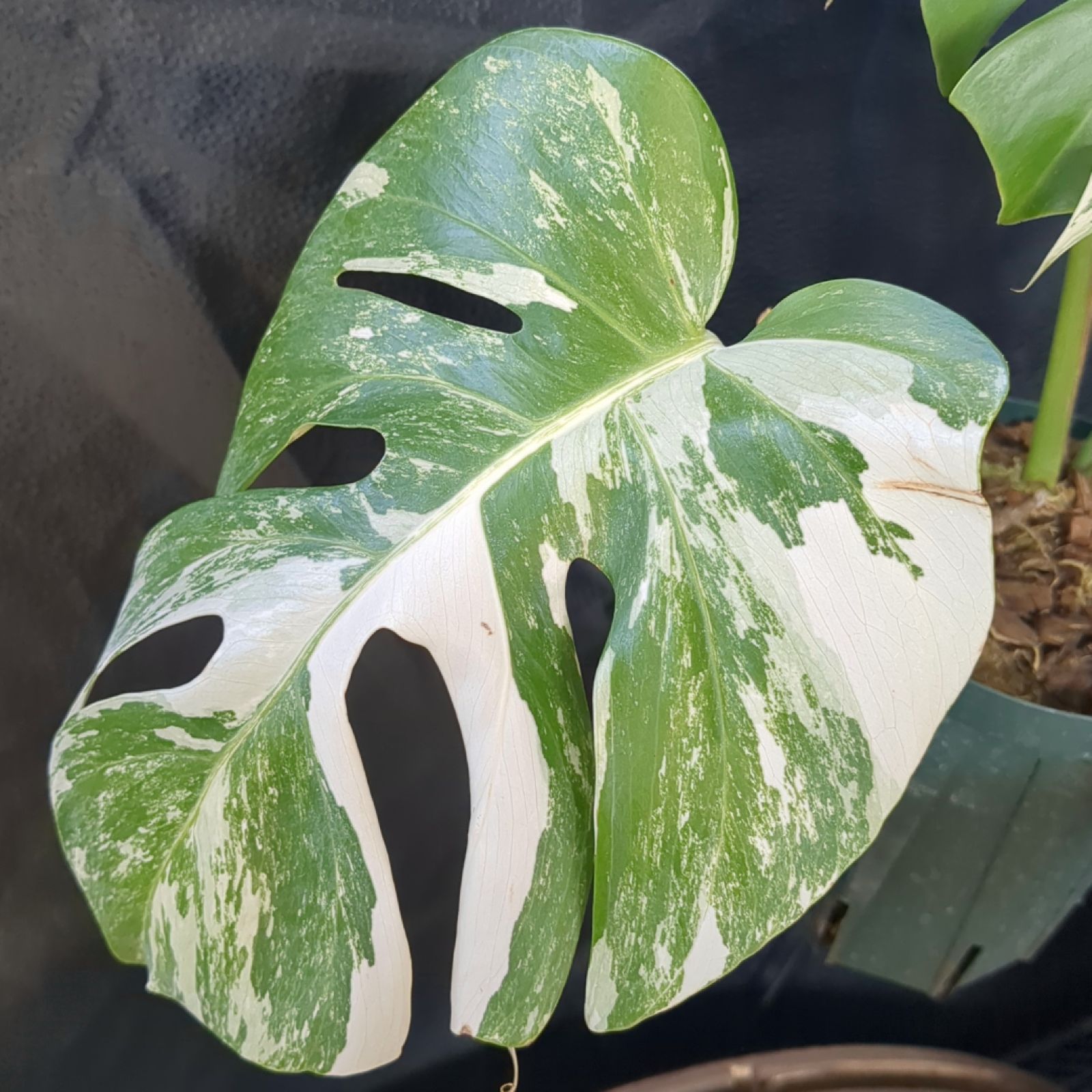 モンステラ ホワイトタイガー 【斑入り】鉢のまま発送 B - メルカリ