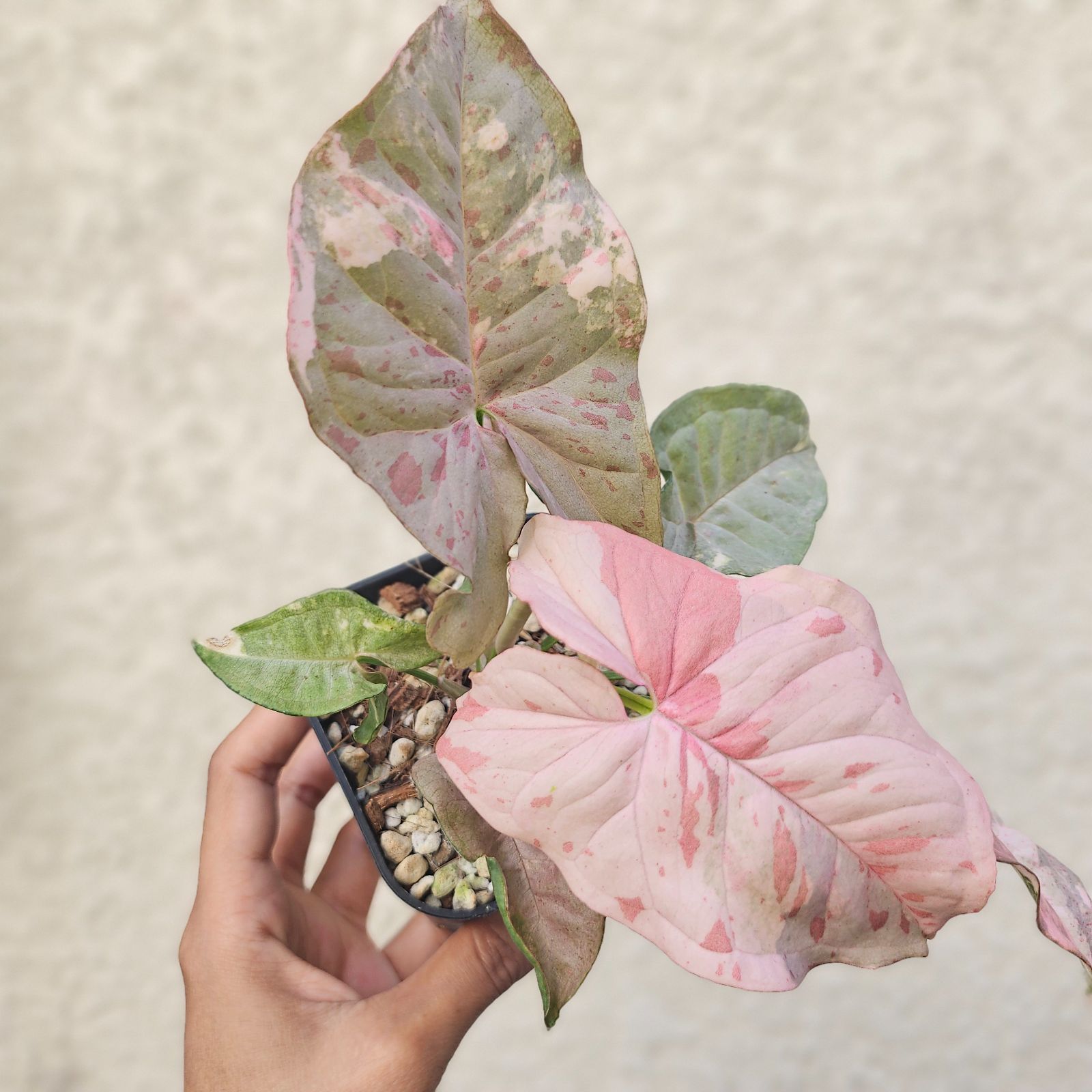 レア③《シンゴニウム・ピンクスポット・ダブルバリエガータ