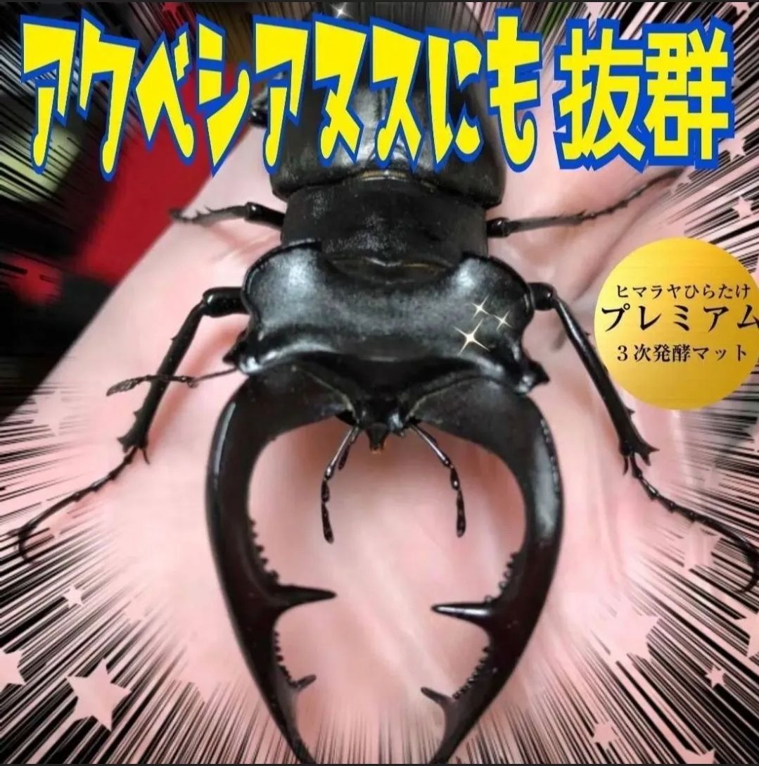 ノコギリクワガタにも抜群！進化した！プレミアム3次発酵マット 栄養