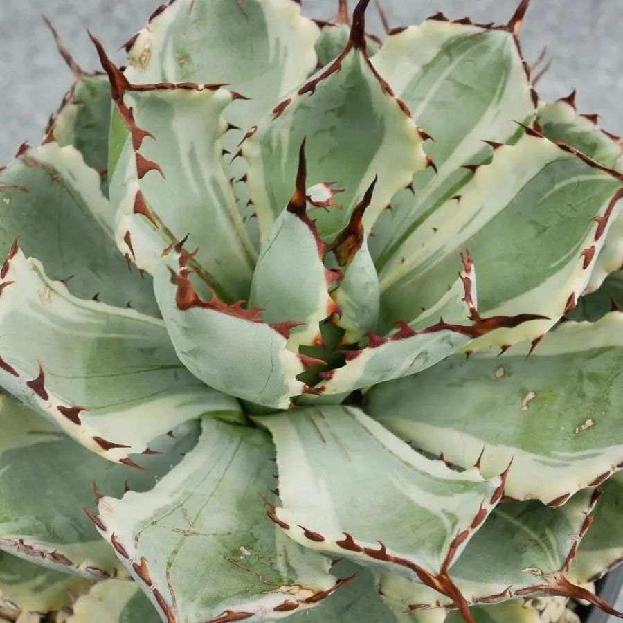 アガベパリー姫吉祥天 極上子株 検索リップルエフェクトオリザバオルカ