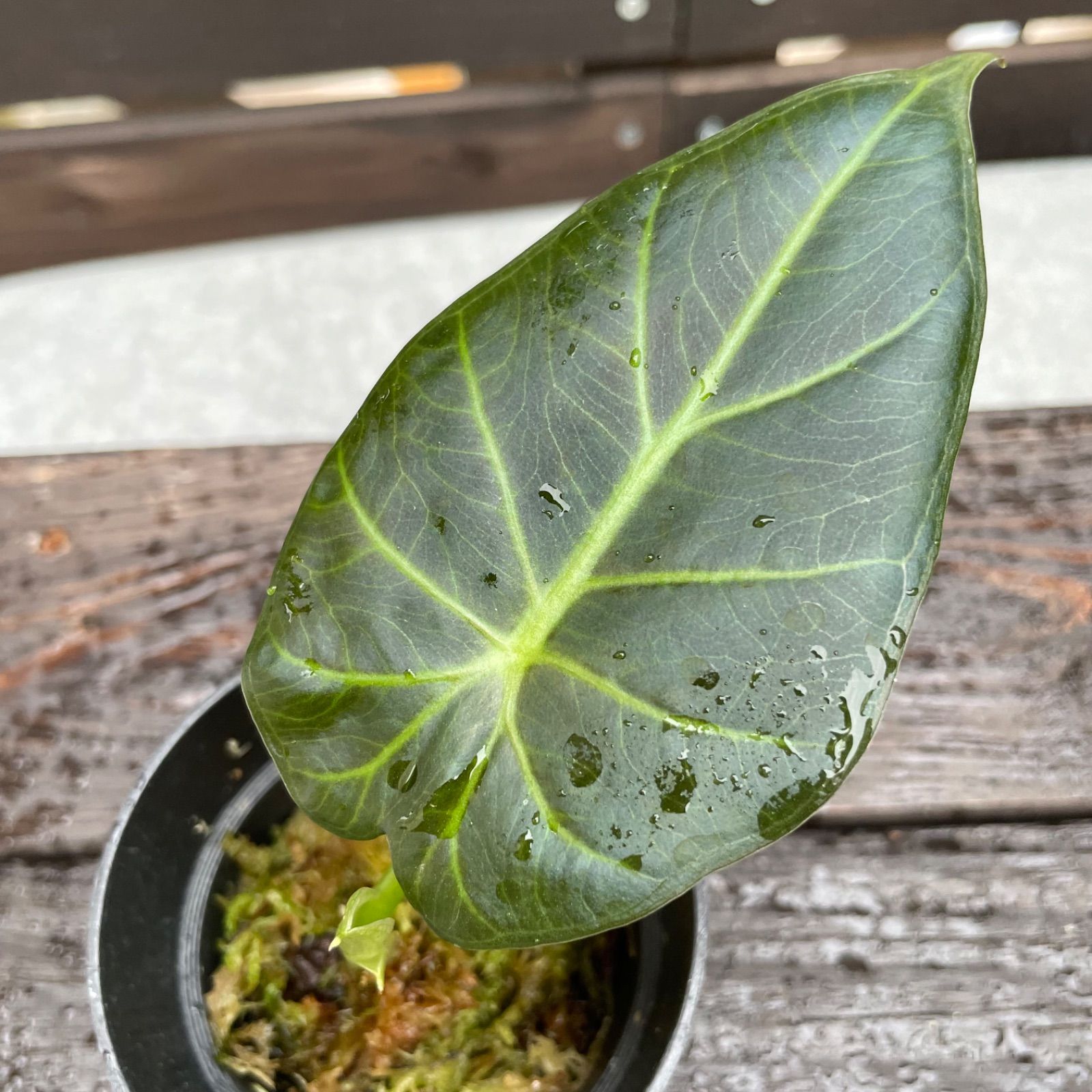 希少】アロカシア リーガルシールズ alocacia regal shields - メルカリ