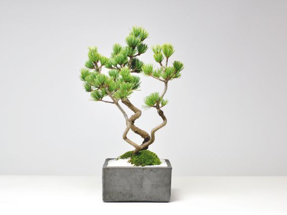 昇り龍五葉松