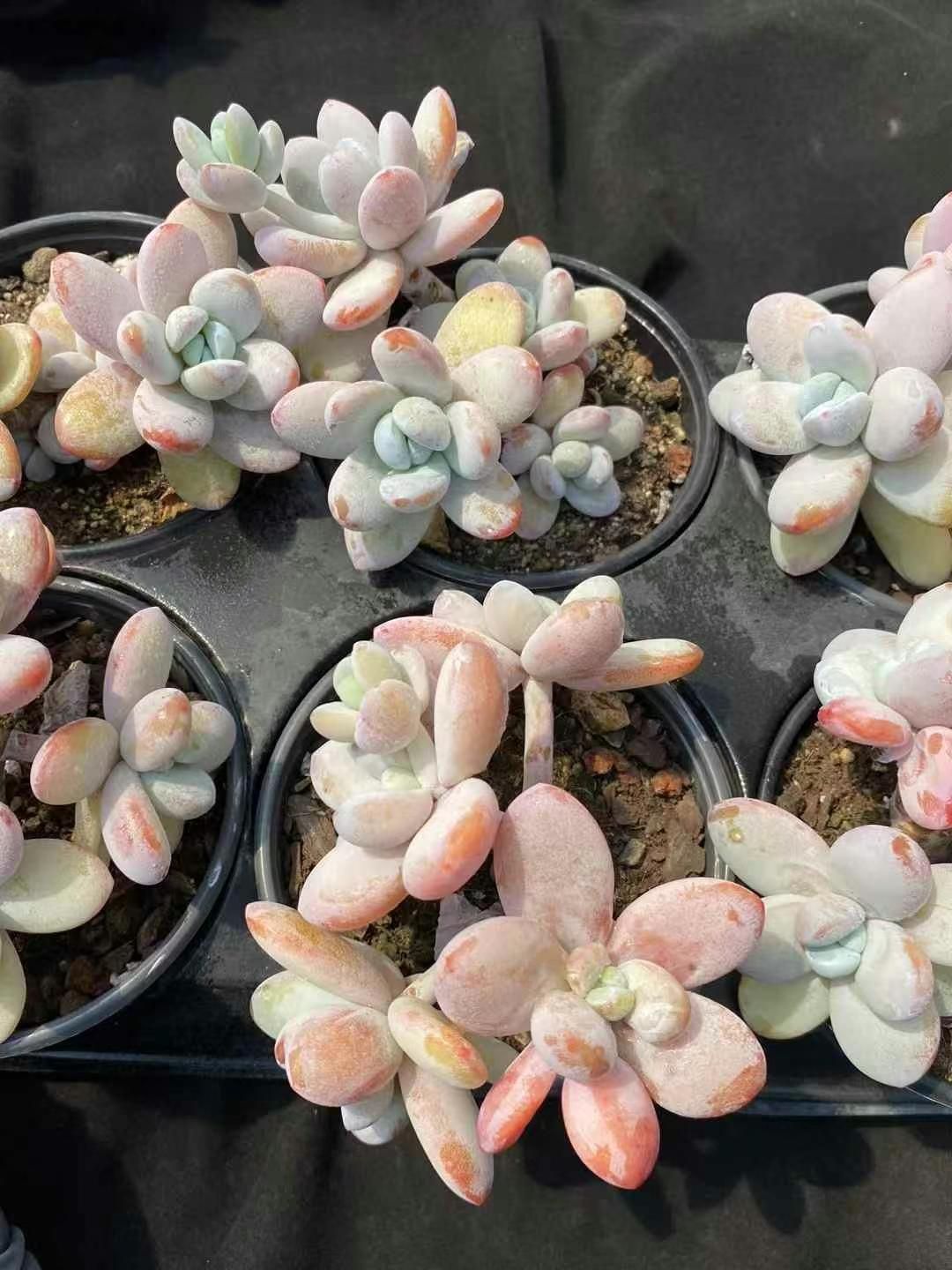 新発売 ZM369 コトゴコロ 105苗セット 土と根付き 多肉植物 エケベリア