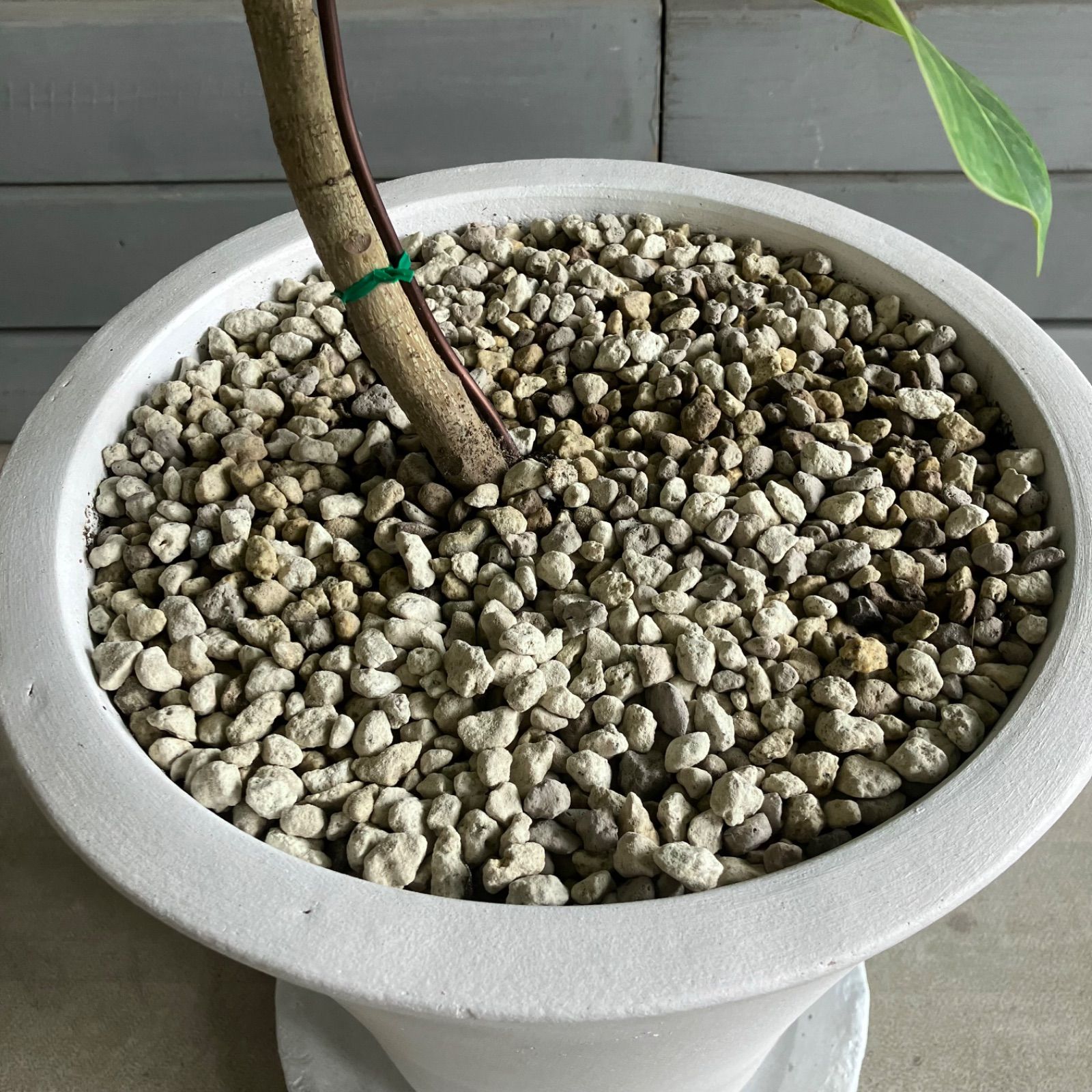 9号 テラコッタ鉢植え