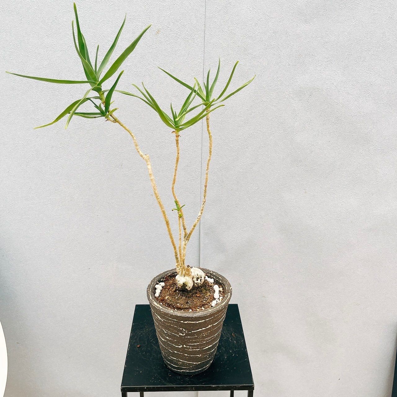 現品　アロエ　テヌイオール　陶器鉢　観葉植物　多肉植物　インテリアグリーン 現品 アロエ テヌイオール 陶器鉢 観葉植物 多肉植物 インテリア