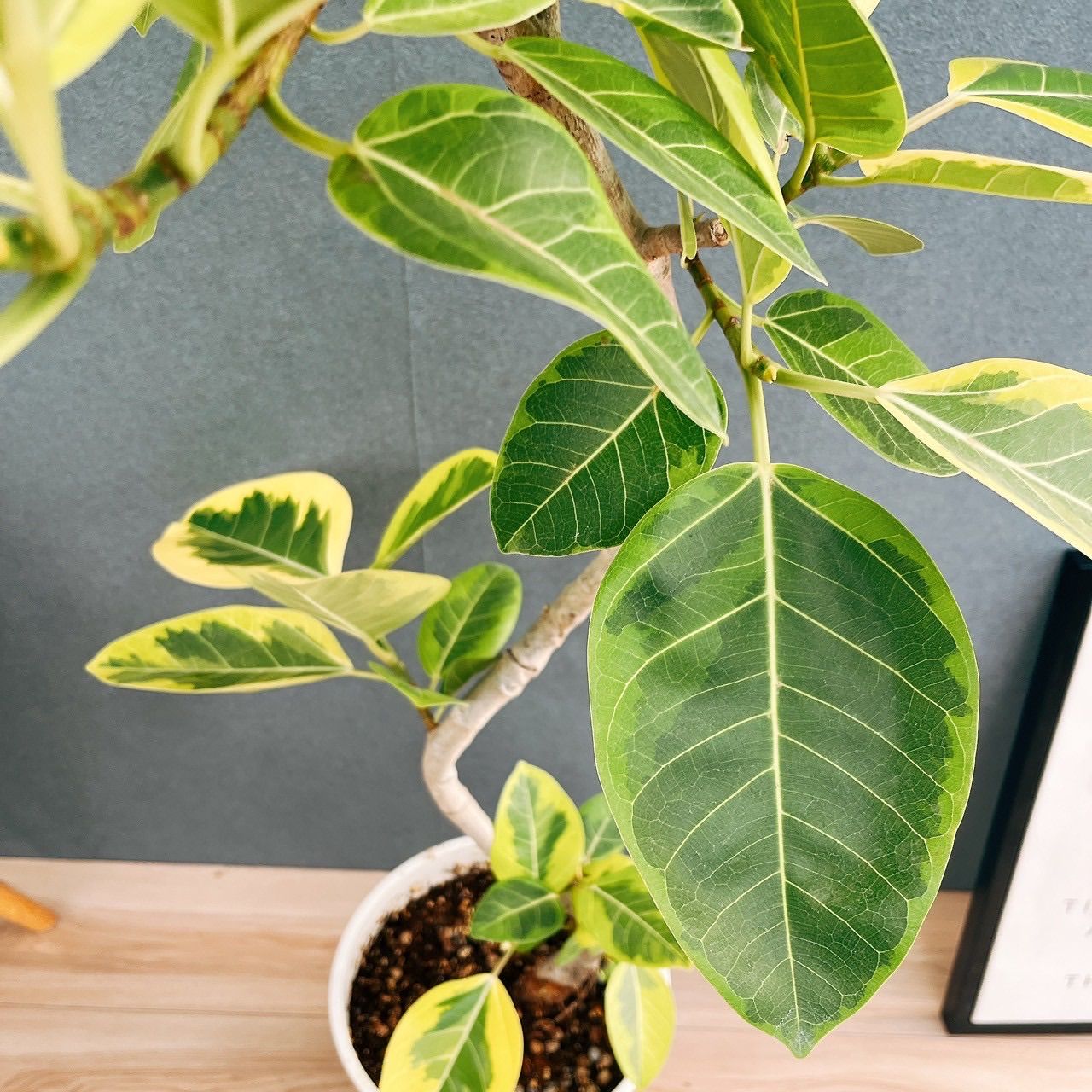 現品］3番 フィカス アルテシマ 8号 観葉植物 室内 大型 ゴムの