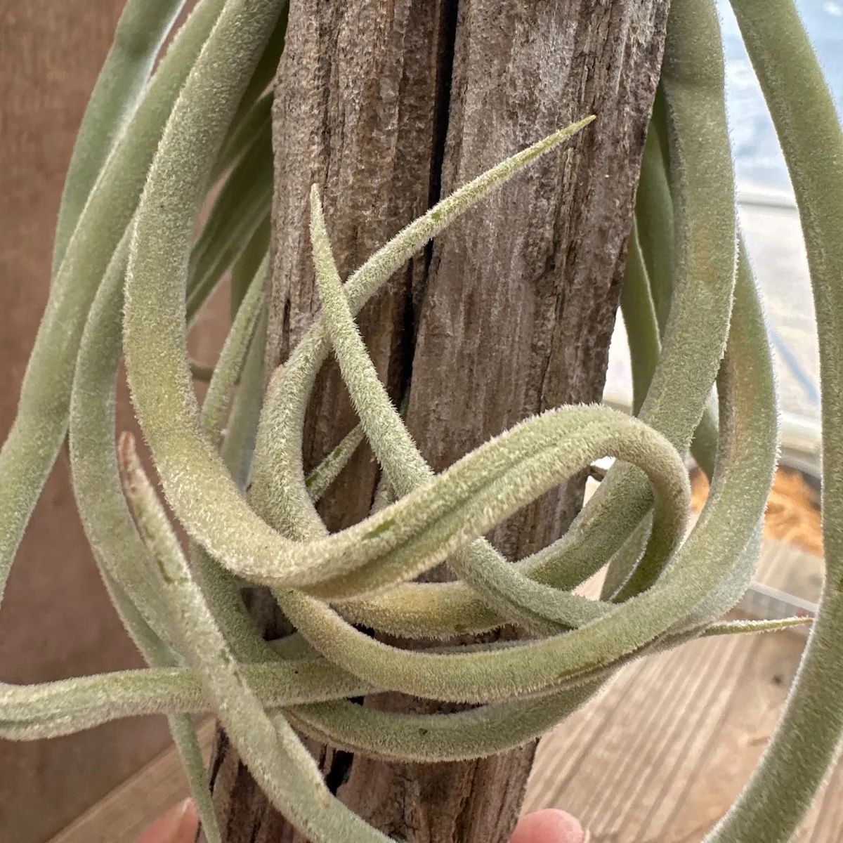 チランジア ドゥラティ 流木 現品 Tillandsia duratii ブロメリア科