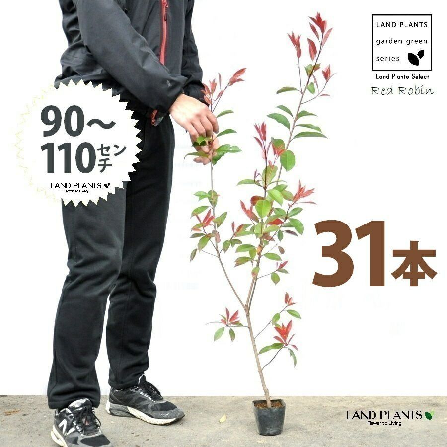 レッドロビン 3.5号 苗木 31本 高さ90～110cm 苗 苗木 苗ポット セイヨウカナメ カナメモチ 生垣
