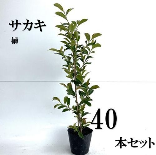 40本セット サカキ ホンサカキ 本榊樹高0.6m前後15cmポット